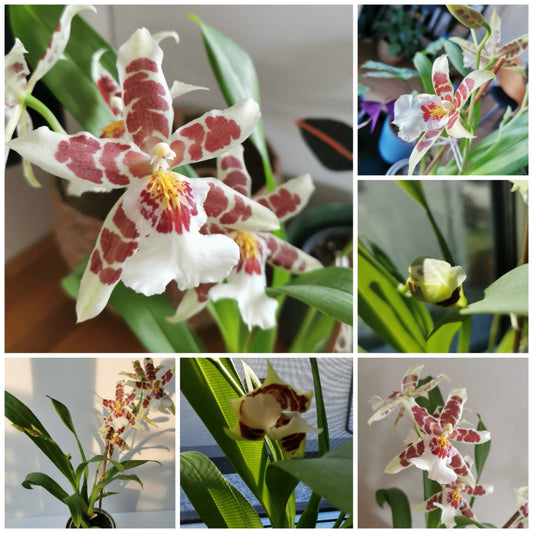 Inspiraţie Orchideea butterfly